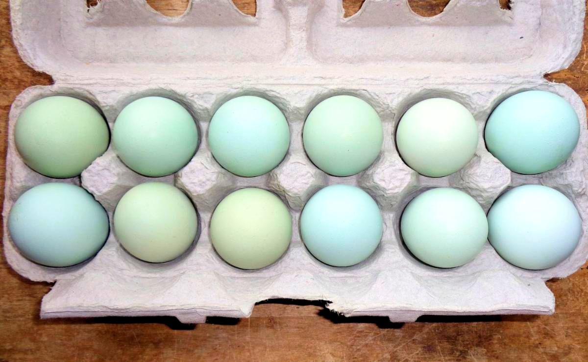 Dozen chicken Eggs Heirloom Green